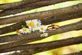 Two wedding rings on a vine branch with flowers daisies Royalty Free Stock Photo