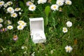 Two wedding silver rings in a beautiful white box on white flowers and green grass Royalty Free Stock Photo