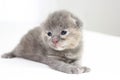 Two week old grey kitten Royalty Free Stock Photo