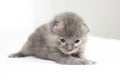 Two week old grey kitten Royalty Free Stock Photo