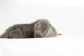 Two week old grey kitten Royalty Free Stock Photo