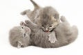 Two week old grey kittens Royalty Free Stock Photo
