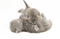 Two week old grey kittens Royalty Free Stock Photo