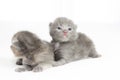 Two week old grey kittens Royalty Free Stock Photo