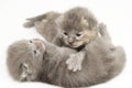 Two week old grey kittens Royalty Free Stock Photo