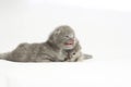 Two week old grey kittens Royalty Free Stock Photo