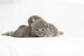 Two week old grey kittens Royalty Free Stock Photo