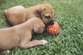 Two 4 week old puppies compete for and play with a brightly colored squeaky ball while lying on the grass yard