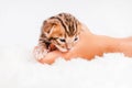 Cute bengal .Close-up. A kitten in the hands of a girl. Two week old small newborn bengal kitten on a white background