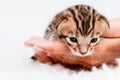 Cute bengal .Close-up. A kitten in the hands of a girl. Two week old small newborn bengal kitten on a white background