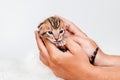 Two week old small newborn bengal kitten on a white background.A kitten in the hands of a girl. On the palms is a small Royalty Free Stock Photo