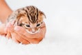 Two week old small newborn bengal kitten on a white background.A kitten in the hands of a girl. On the palms is a small Royalty Free Stock Photo