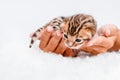 Two week old small newborn bengal kitten on a white background.A kitten in the hands of a girl. On the palms is a small Royalty Free Stock Photo