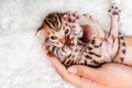 Two week old small newborn bengal kitten on a white background.A kitten in the hands of a girl. On the palms is a small Royalty Free Stock Photo