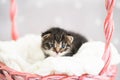 Two-week-old tricolor crossbreed kitten with barely opened blue eyes sit in pink wicker basket. Pet adoption, animal Royalty Free Stock Photo
