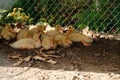 two weeks old Brood of ducklings huddled on top of each other like a football team Royalty Free Stock Photo