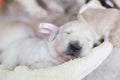 Two weeks old golden retriever puppy in the basket. Golden retriever baby girl with rose ribbon is sleeping. Royalty Free Stock Photo