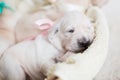 Two weeks old golden retriever puppy in the basket. Golden retriever baby girl with rose ribbon is sleeping Royalty Free Stock Photo