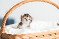 Two-weeks-old tricolor crossbreed kitten with barely opened blue eyes sit in pink wicker basket on white wool sweater Royalty Free Stock Photo