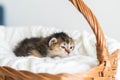 Two-weeks-old tricolor crossbreed kitten with barely opened blue eyes sit in pink wicker basket on white wool sweater Royalty Free Stock Photo