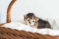 Two-weeks-old tricolor crossbreed kitten with barely opened blue eyes sit in pink wicker basket on white wool sweater Royalty Free Stock Photo