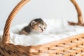 Two-weeks-old tricolor crossbreed kitten with barely opened blue eyes sit in pink wicker basket on white wool sweater Royalty Free Stock Photo