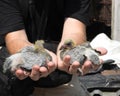 two weeks old yellow cute pigeons in hand 1