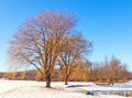Two Weeping Willow Trees At Pond In Winter Snow