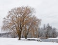 Two weeping willow trees at pond in winter white snow Royalty Free Stock Photo