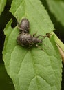 Two weevil beetles on a tree leaf