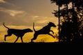 Two Weimaraner dogs in nature - back lit silhouettes Royalty Free Stock Photo