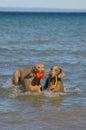 Two Weimaraner dogs Royalty Free Stock Photo