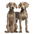 Two Weimaraner puppies, 2,5 months old, sitting and standing