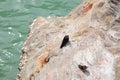 Two Welcome Swallows on a rock by the ocean. Little Welcome Swallow sits side on rock Royalty Free Stock Photo