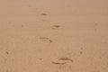 Two well-shaped human footprints in the sand Royalty Free Stock Photo