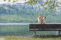 Two welsh corgi dogs during a hiking trip in the mountains