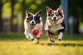 Two Welsh corgi dogs running with a ball in the mouth, Two dogs running with red ball in mouth on green grass in park, AI