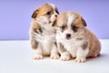 Two welsh corgis pembroke dogs puppies sitting next to each other sitting in studio Royalty Free Stock Photo