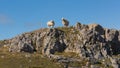 Two welsh sheep on the horizon on rocky hillside The Gower South Wales UK Royalty Free Stock Photo