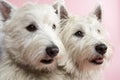 Two West Highland Terrier Dogs In Studio Royalty Free Stock Photo