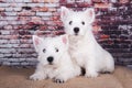 Two West Highland White Terrier dogs puppies with on brick wall background Royalty Free Stock Photo