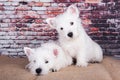 Two West Highland White Terrier dogs puppies with on brick wall background