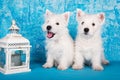 Two West Highland White Terrier dogs puppies with lantern candlestick on blue background Royalty Free Stock Photo