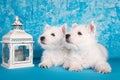 Two West Highland White Terrier dogs puppies with lantern candlestick on blue background Royalty Free Stock Photo