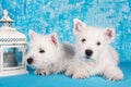 Two West Highland White Terrier dogs puppies with lantern candlestick on blue background Royalty Free Stock Photo