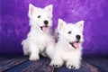 Two West Highland White Terrier dogs puppies with on purple background Royalty Free Stock Photo