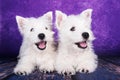 Two West Highland White Terrier dogs puppies with on purple background