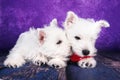 Two West Highland White Terrier dogs puppies with red heart toy on purple background Royalty Free Stock Photo