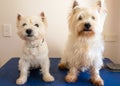 Two west highland white terrier westie dogs on grooming table