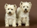 Two West Highland White terriers, 3 and half year Royalty Free Stock Photo